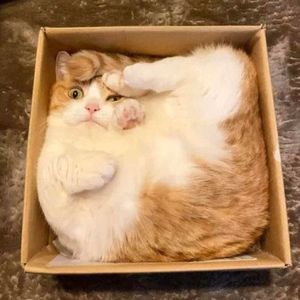 Meet your Posher, Casey